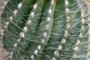 Close up di cactus con lunghe spine foto