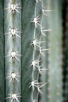 Close up di cactus con lunghe spine foto