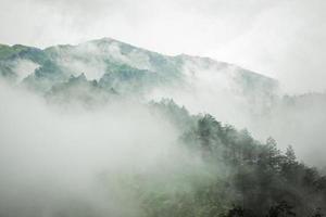 buio montagna, pino foresta con nebbia foto