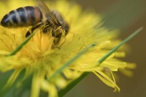 miele delle api che raccoglie nettare su un fiore giallo di dente di leone. natura di insetti occupati foto