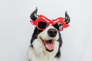 concetto di dolcetto o scherzetto. divertente cucciolo di cane border collie vestito con halloween sciocco satana diavolo occhiali costume spaventoso e spettrale isolato su sfondo bianco. preparazione per la festa di halloween. foto