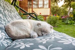 divertente corto dai capelli domestico bianca Britannico gatto addormentato su giardino swing divano. gattino riposo e rilassare nel sole all'aperto nel Giardino dietro la casa su estate giorno. animale domestico cura e animali concetto. foto