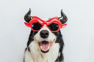 concetto di dolcetto o scherzetto. divertente cucciolo di cane border collie vestito con halloween sciocco satana diavolo occhiali costume spaventoso e spettrale isolato su sfondo bianco. preparazione per la festa di halloween. foto