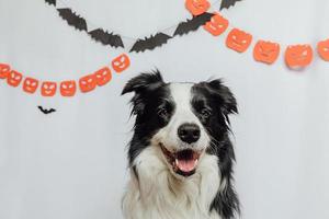 concetto di dolcetto o scherzetto. divertente cucciolo di cane border collie su sfondo bianco con decorazioni di ghirlanda di halloween. preparazione per la festa di halloween. foto