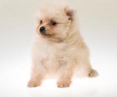 cucciolo di spitz di Pomerania foto