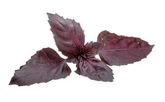 foglie di basilico rosso foto