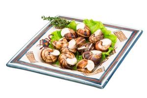 escargot sul piatto e sfondo bianco foto