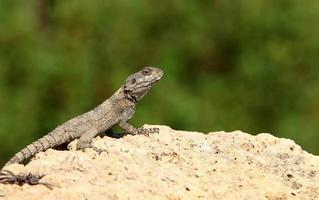 una lucertola si siede su una pietra in un parco cittadino. foto