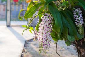 rhynchostylis gigantea vicino su foto