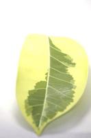 l'albero della gomma a pois indiani è un albero con bellissime foglie giallo-verdi che vengono comunemente piantate per decorare il giardino. foglie con dettaglio lineare ornamentale - sfondo bianco. foto