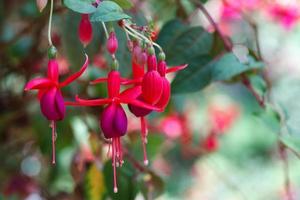 fucsia rosa e viola foto