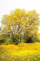 tabebuia crisotricha giallo fiori foto