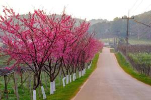 rosa itinerario derivato a partire dal il bellissimo di sakura, ciliegia fiori nel doi Angkhang montagna reale agricolo stazione Angkhang foto