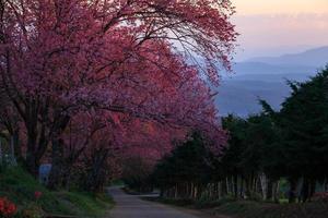 paesaggio mattina Alba con ciliegia fiorire sentiero nel khun wang Chiang Mai, Tailandia. foto