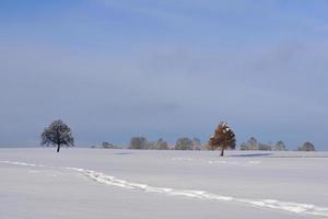 inverno paesaggio con fresco neve, attraverso quale Là è un' orma, nel davanti di spoglio alberi e un' blu cielo nel il sfondo, nel Baviera foto