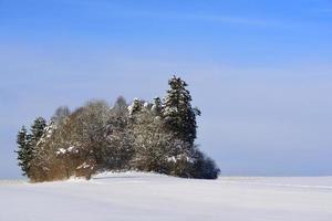 nel inverno, innevato alberi In piedi nel un' bianca neve paesaggio contro un' blu cielo foto