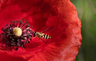 avvicinamento di un' piccolo hoverfly foraggiamento su il polline di un' rosso papavero fiore. foto