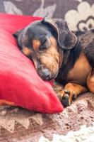 cane che dorme sul cuscino foto