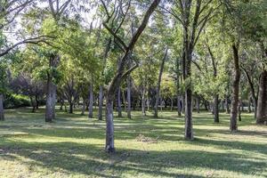 alberi con erba foto