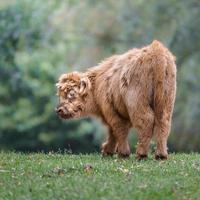 bestiame dell'altopiano sul prato foto