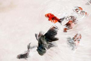 sfocato di pesce rosso nuoto, per cartolina, Prodotto sfondo foto
