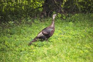 selvaggio tacchino gallina foraggiamento foto