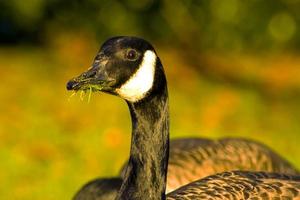 bellissimo Oca e cigno su blu lago acqua nel soleggiato giorno durante estate, cigni su stagno, natura serie foto