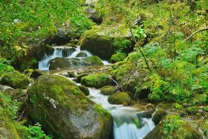 torrente nella foresta foto