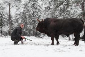 combattente Toro sussurra, un' uomo chi formazione un' Toro su un' nevoso inverno giorno nel un' foresta prato e preparazione lui per un' combattimento nel il arena. corrida concetto. foto