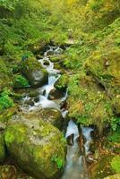 torrente nella foresta foto