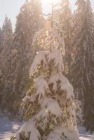 pino albero foresta sfondo coperto con fresco neve foto