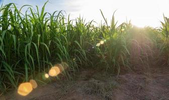 canna da zucchero piantagioni, il agricoltura tropicale pianta nel Tailandia. foto