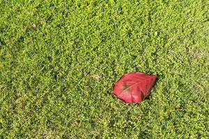 rosso foglia su erba. autunno colore pioppo tremolo foglia su erba foto