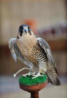 arabo falco uccello foto