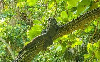 iguana dire bugie seduta su un' ramo di un' albero Messico. foto