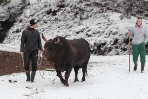 combattente Toro sussurra, un' uomo chi formazione un' Toro su un' nevoso inverno giorno nel un' foresta prato e preparazione lui per un' combattimento nel il arena. corrida concetto. foto