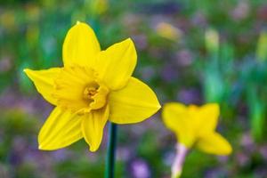 abbagliante giunchiglie giallo fiori su un' verde prato sfondo Germania. foto