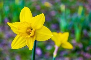 abbagliante giunchiglie giallo fiori su un' verde prato sfondo Germania. foto