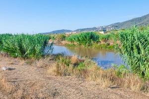 vegetazione nel il vicinanza di un' fiume, asciutto erbe foto