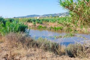 vegetazione nel il vicinanza di un' fiume, asciutto erbe foto