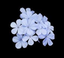 bellissimi fiori blu di cape leadwort o plumbago auriculata tree. primo piano piccolo bouquet di fiori blu isolato su sfondo nero. foto