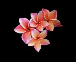 plumeria o frangipani fiori. vicino su rosso-arancio plumeria fiori mazzo isolato su nero sfondo. superiore Visualizza esotico fiore grappolo. foto