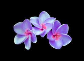 plumeria o frangipani o tempio albero fiori. vicino su blu-viola plumeria fiore mazzo isolato su bianca sfondo. superiore Visualizza viola fiori mazzo foto