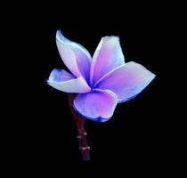 plumeria o frangipani fiore. vicino su blu-viola frangipani fiore mazzo isolato su nero sfondo. il lato di esotico fiore ramo. foto