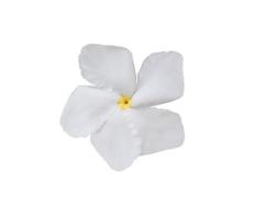 gardenia jasminoides o capo gelsomino fiori. vicino su bianca piccolo fiori isolato su bianca sfondo. superiore Visualizza esotico fiori. foto