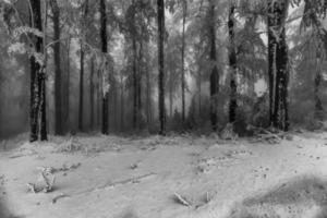 inverno faggio foresta con nebbia foto