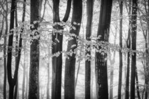 primavera le foglie nel faggio foresta foto