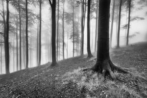 primavera foresta a partire dal faggio foresta foto