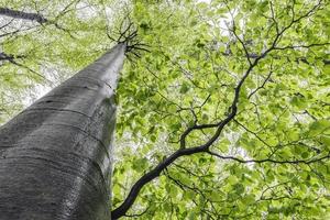 primavera albero corona foto