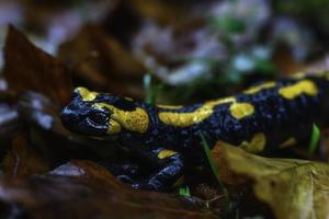 salamandra maculata in autunno foto